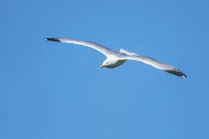 European Herring Gull (Larus argentatus) in flight on blue sky