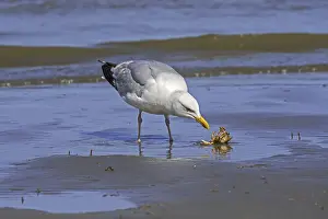 European herring gull (Larus argentatus) looking on squirming green shore crab (Carcinus maenas)