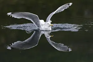 European herring gull (Larus argentatus) Norway