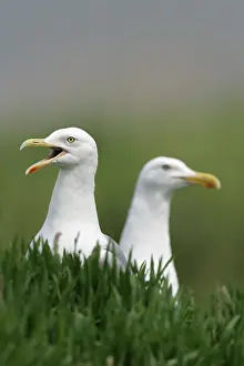European herring gulls (Larus argentatus) Germany