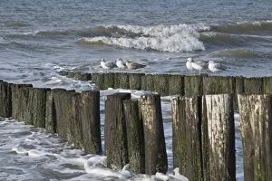 European herring gulls (Larus argentatus) on groynes on the beach