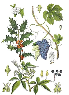 European Holly, Common Holly, Holly or Ilex