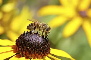 European honey bee (Apis mellifera)