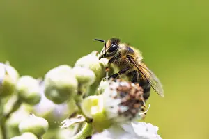 European Honey Bee, Apis mellifera