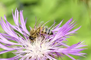 European honey bee (Apis mellifera)
