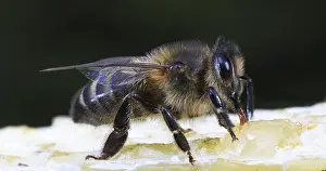 European Honey Bee (apis mellifera)