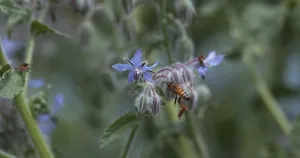 European Honey Bee (apis mellifera)