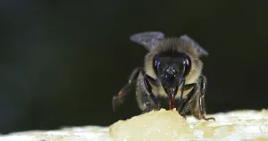 European Honey Bee (apis mellifera)
