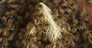 |European Honey Bee (apis mellifera)