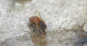 European Honey Bee (apis mellifera)