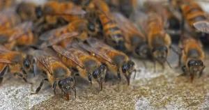 European Honey Bee (apis mellifera)