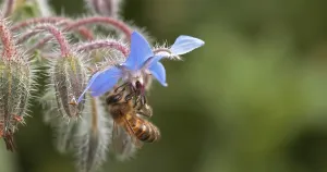 European Honey Bee (apis mellifera)