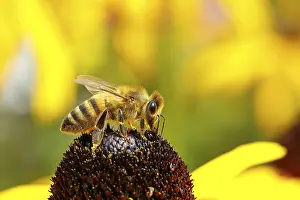 European honey bee (Apis mellifera)