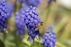 European honey bee (Apis mellifera) adult insect feeding a garden blue Grape hyacinth or muscari flower in spring