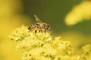 European honey bee (Apis mellifera) adult insect feeding on a garden yellow Golden rod flower in summer
