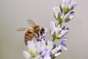 European Honey Bee (Apis mellifera) feeding on nectar of Lavender (Lavandula angustifolia)