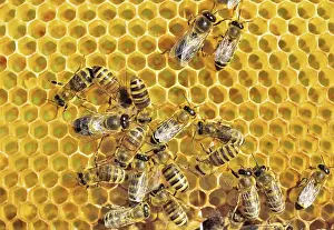 European Honey Bees (Apis mellifera var)