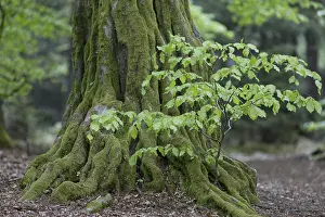 European hornbeam (Carpinus betulus) old and young in the primeval forest Sababurg