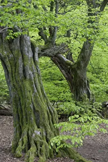 European hornbeam (Carpinus betulus) in the primeval forest Sababurg