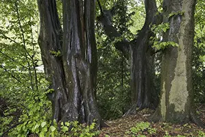 European hornbeams (Carpinus betulus)