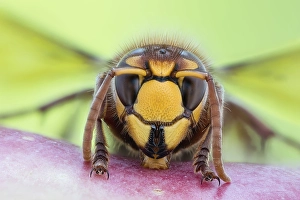 European hornet (Vespa crabro)