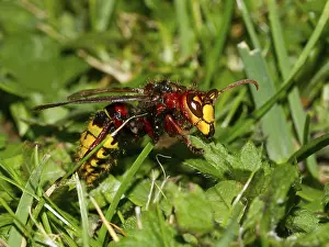 European hornet (Vespa crabro)