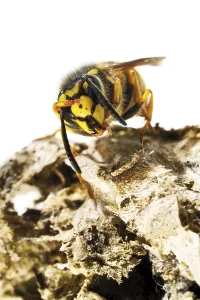 European Hornet (Vespa crabro) perched on its nest