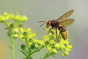 A european hornet (Vespa crabro) sits on a yellow flower, common rue (Ruta graveolens), and sucks nectar, photographed in a natural environment, Hesse, Germany, Europe