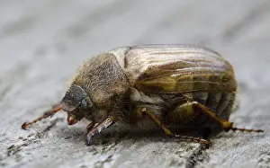 European june beetle or summer chafer