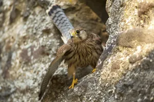 European Kestrel (Falco tinnunculus)