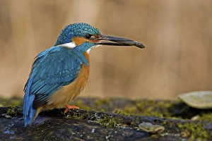 European Kingfisher (Alcedo atthis)