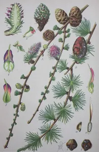European larch (Larix decidua)