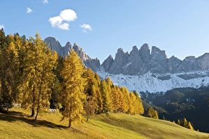 Category Mountain Landscapes Prints: European larch (Larix decidua)