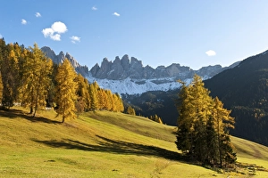 Category Mountain Landscapes Prints: European larch (Larix decidua)