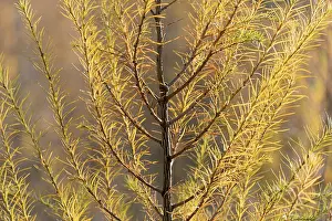 European larch (Larix decidua)