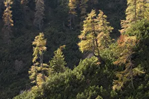 European Larch (Larix decidua)