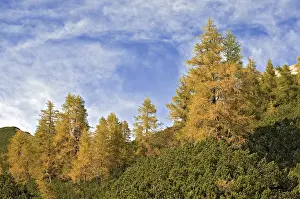 European Larch (Larix decidua)