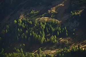 Category Mountain Landscapes Prints: European larch (Larix decidua) trees in the mountains at Hochalpenstrasse