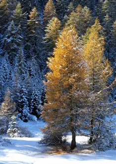 European Larch trees (Larix decidua)