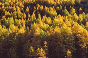 European Larch trees (Larix decidua)