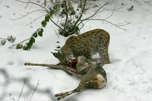 European lynx with captured Eurasian lynx (Felis lynx)