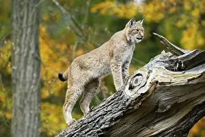 European Lynx, Eurasian lynx (Lynx lynx) Lynx