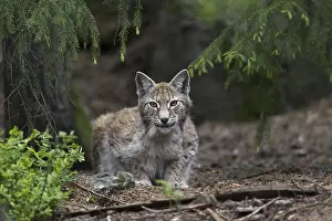 European lynx, Eurasian lynx (Lynx lynx) stalking prey in pine forest