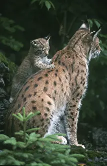 European Lynx (Lynx lynx), female with cub