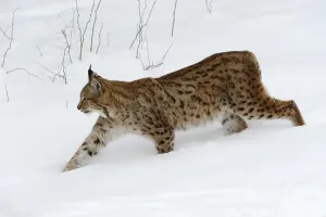 European lynx (Lynx lynx) in the snow