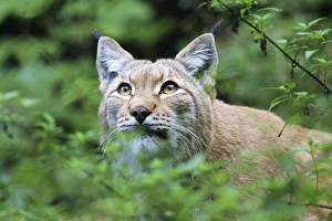 European lynx peers (Lynx lynx), captive