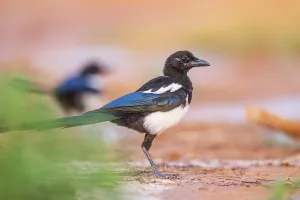 European magpie (Pica pica) on a farmers field