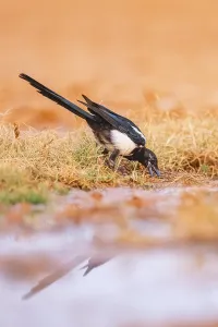 European magpie (Pica pica) on a farmers field at a drinking pool