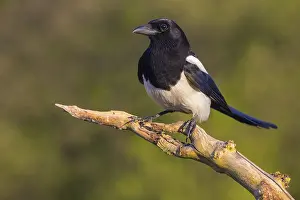 European magpie (Pica pica), perch