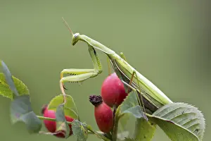 European mantis (Mantis religiosa) sits on rose hips